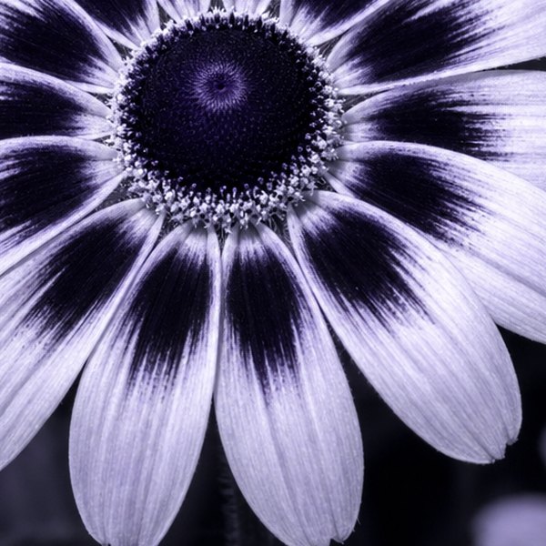 Surreal flower illustration with impossible petals — detail
