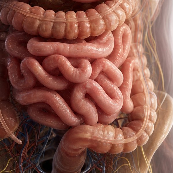 human anatomy — detail