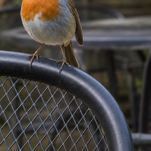 Robin perched on patio furniture — detail